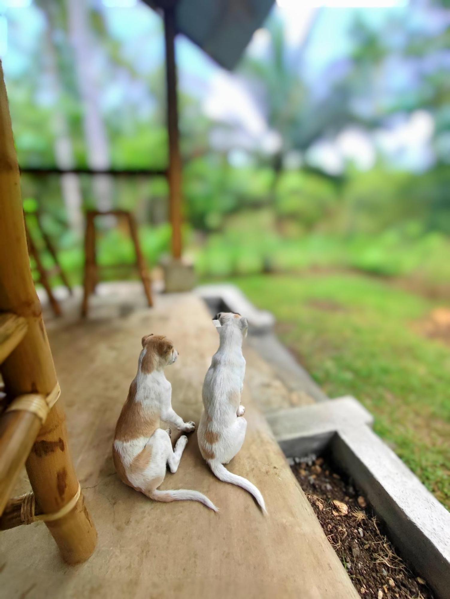 Rose Apartments 安达 外观 照片